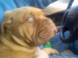 Dogue de Bordeaux French Mastiff (Turner &amp; Hooch) Puppies