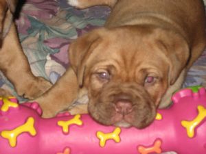 AKC Dogue De Bordeaux Puppies NOW AVAILABLE