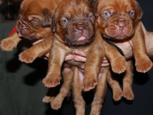 Dogue de Bordeaux Puppies Available