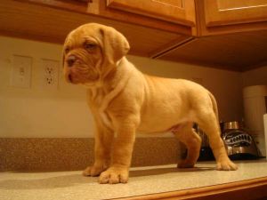 AKC Registered Dogue de Bordeauxs