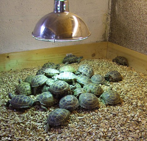 Cute tortoises for sale.