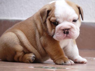 Tamed English Bulldog Puppies For Free Adoption Three Charming