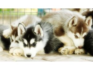 SHOW QUALITY SIBERIAN HUSKY PUPPIES