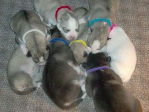 CKC Siberian Husky babies- Two Litter just born