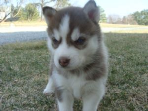 Siberian Husky Puppy #1