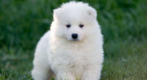 Free Samoyed puppy for Adoption