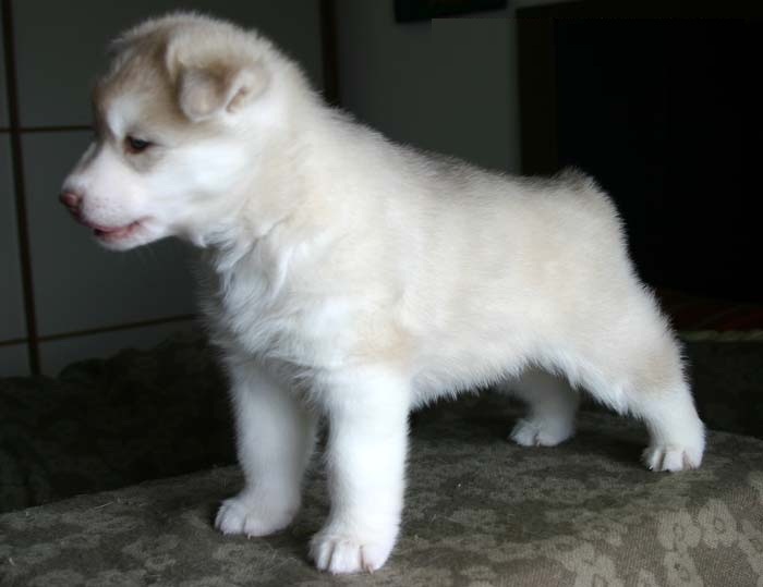 HUSKY BABIES