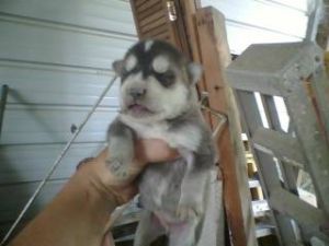 SIBERIAN HUSKY WOLF HYBRID CROSS PUPPIES