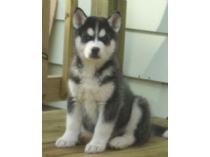 Reg Siberian Husky Puppies Available Now