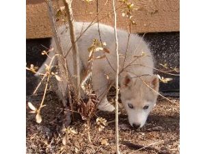 SPECIAL! Family raised Siberian Husky pups