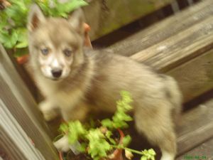 SIBERIAN HUSKIE PUPS CKC/AKC parents Champ lines