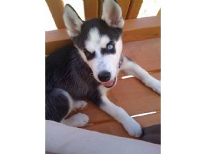 House Trained four MTH old Siberian Husky