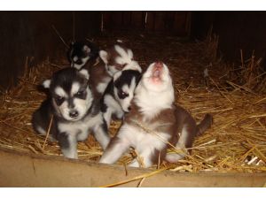 AKC reg. sibrian huskies (four Hundred Females, threefifty M