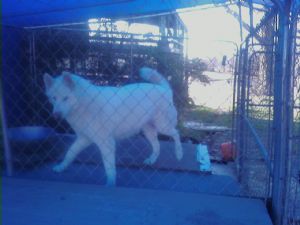 AKC registered siberian husky pups absolutely beautiful