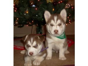 Siberian Husky Puppies (AKC/ACA registered)