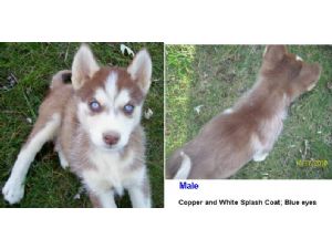 AKC Siberian Husky Puppies Available