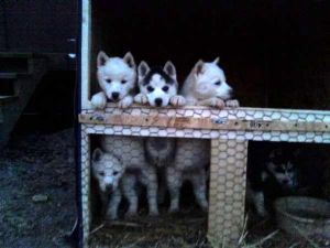 husky pups for sale four hundred dollars