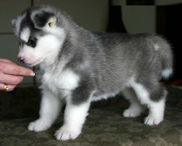 Male AKC/CKC reg. and Female CKC reg. Siberian Huskies