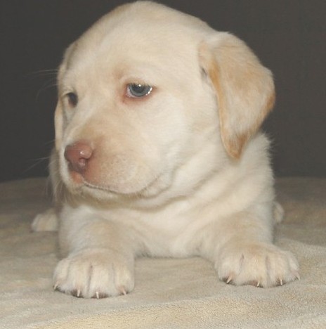 Adorable Labrado retriever puppy for adoption