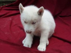 Female Siberian Husky