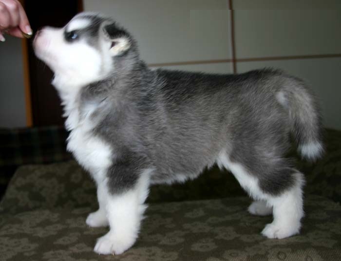 Five Siberian Husky Puppies born Jan. AKC / SHOTS