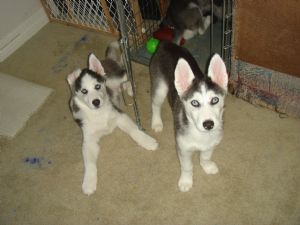 Siberian Husky Puppies Need a FURever Home!