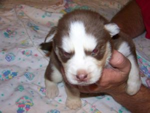 Siberian Husky Puppies Available!!