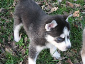 Siberian Husky AKC