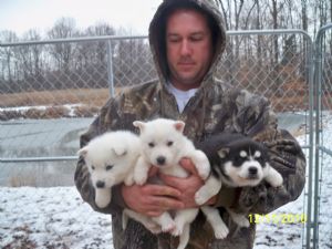 AKC Registered Siberian Huskies For Sale