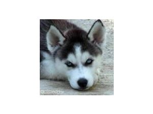 Quality AKC Siberian Husky Puppies!