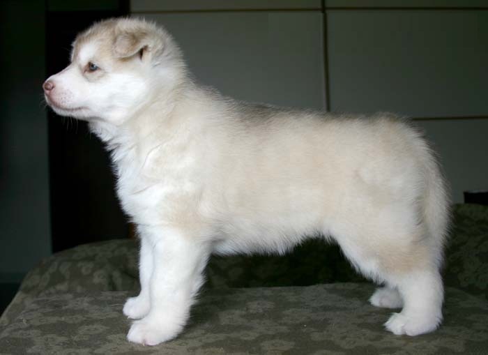 beautiful female Siberian Husky for sale born JAN fourteent