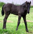 Cute frisian horse for adoption