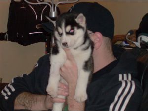 Beautiful black and white Siberian Husky Pups born