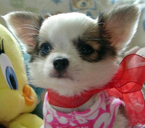 Teacup chihuahua puppies for Adoption