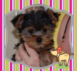 Top quality yorkie puppy for free adoption