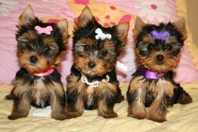 Adorable TeaCup Yorkie Puppies For Adoption