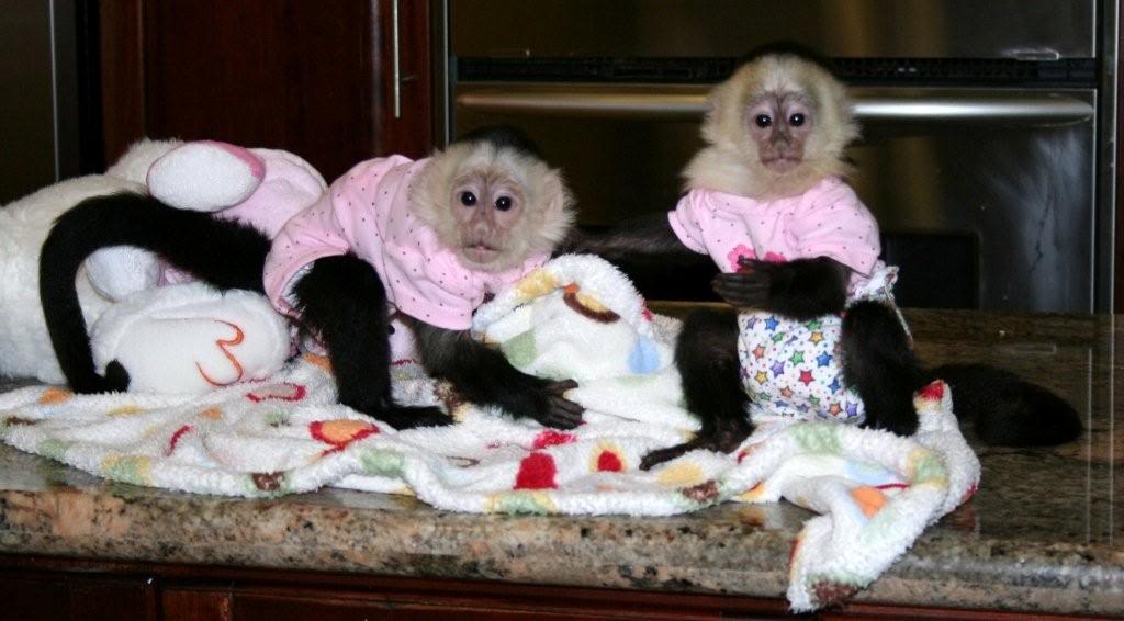 CUTE BABY CAPUCHIN MONKEY'S FOR ADOPTION (butterfl