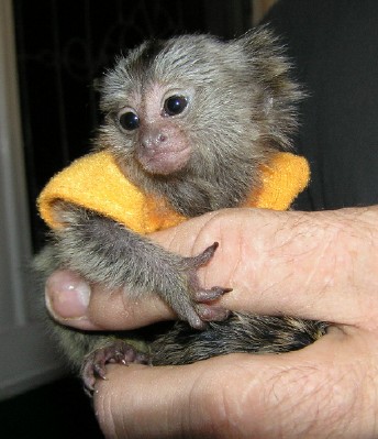 AFFECTIONATE BABY MARMOSET MONKEY FOR REHOMING