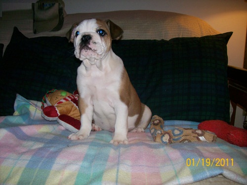 Adorable English Bulldog pups for sale! CKC registered