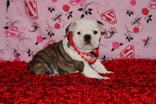 Have four beautiful red and white english bulldog puppies fo