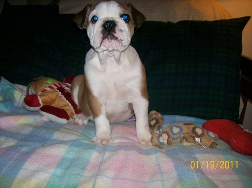 AKC Champion Grandsired English Bulldog Babies