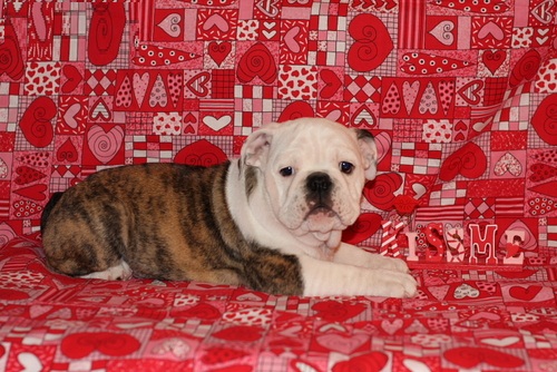 PALMETTO BULLDOG - OUTSTANDING PUPPIES