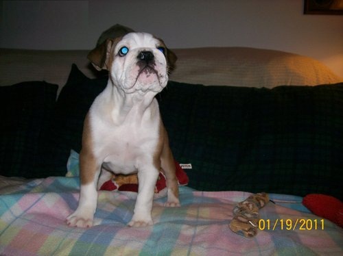 English Bulldog Puppies Ready to go April Twenty Third!!