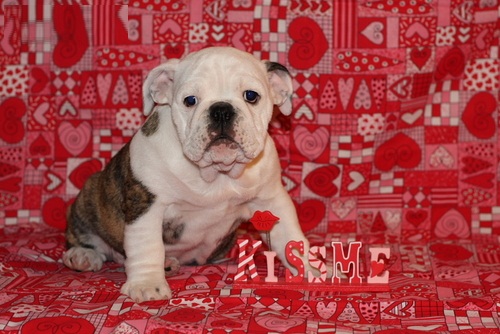 Six English Bulldog for sale (three Male and three Female)