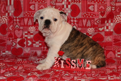 champion male purebred English Bulldog