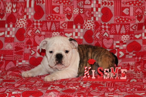 Olde English Bulldogge Puppies NOW AVAILABLE!!