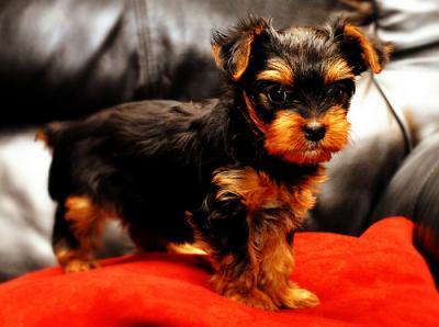 Akc registered Teacup Yorkie Puppies