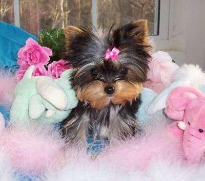 cute and adorable Teacup yorkie puppies for adoption