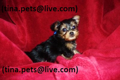 Three gorgeous Yorkie puppies(tina.pets@live.com)