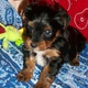 Well Trained Male and Female T-cup Yorkie Pups For Adoption